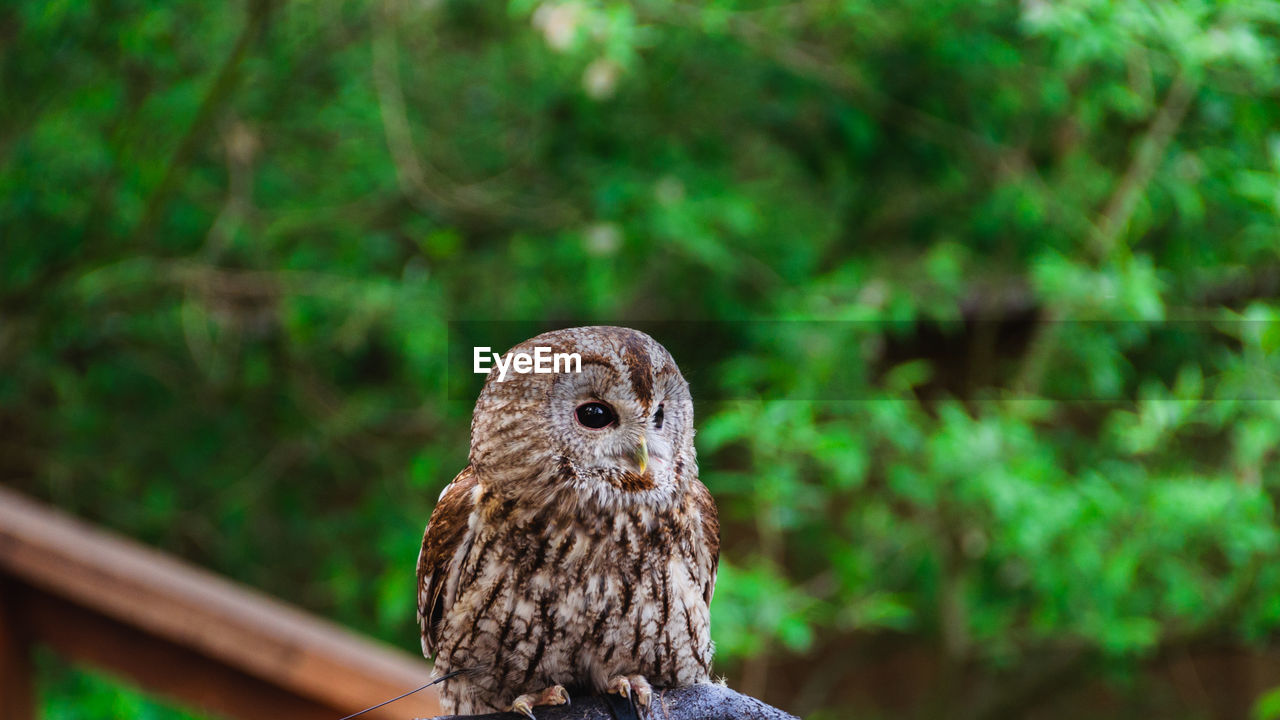 Close-up of owl perching against tree