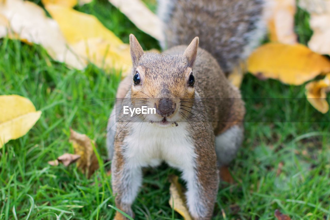 Portrait of squirrel on field