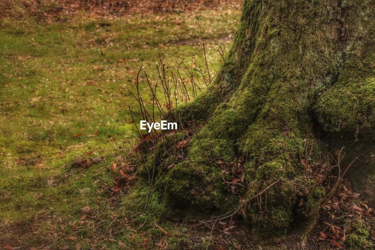 MOSS GROWING ON TREE