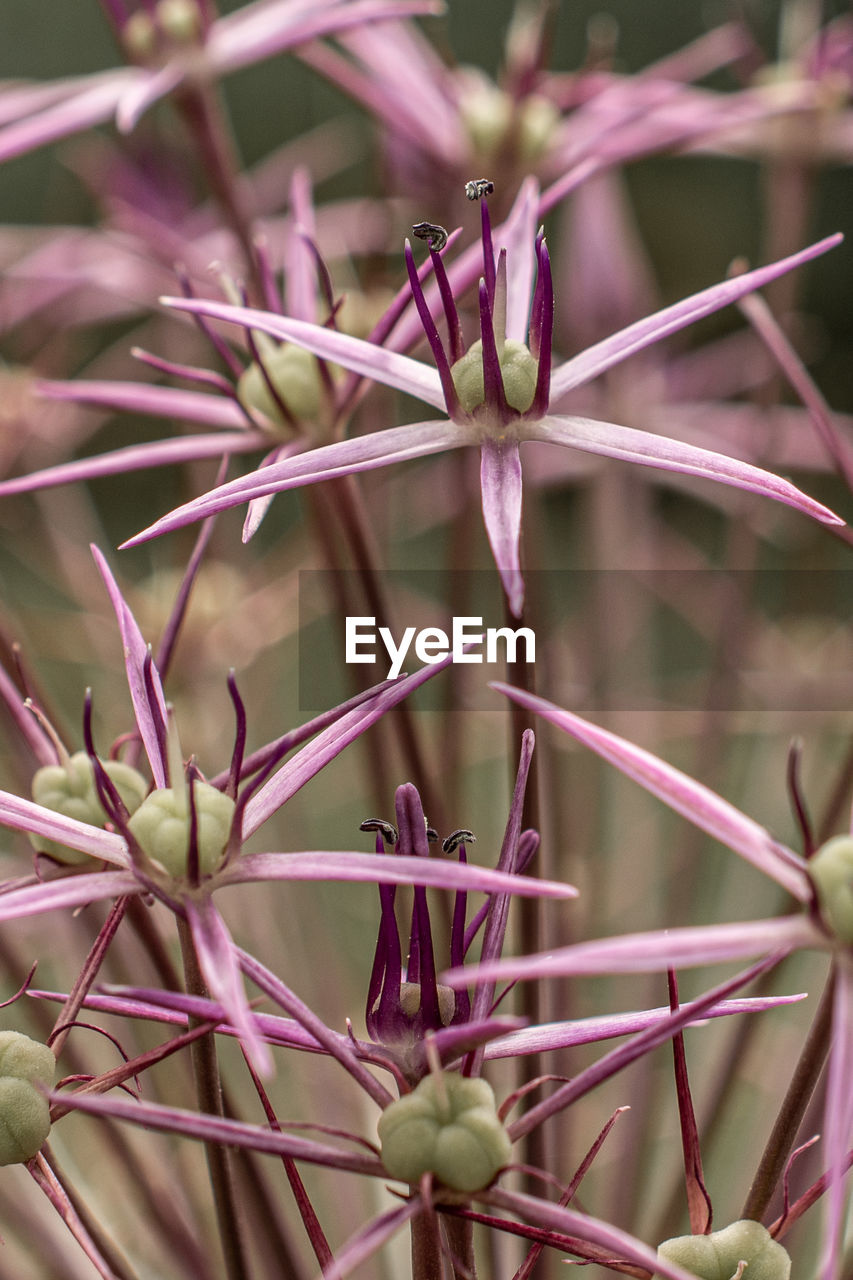 Spiky pink flower