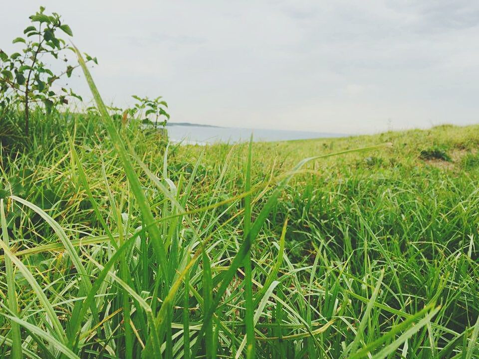 TREES ON GRASSY FIELD