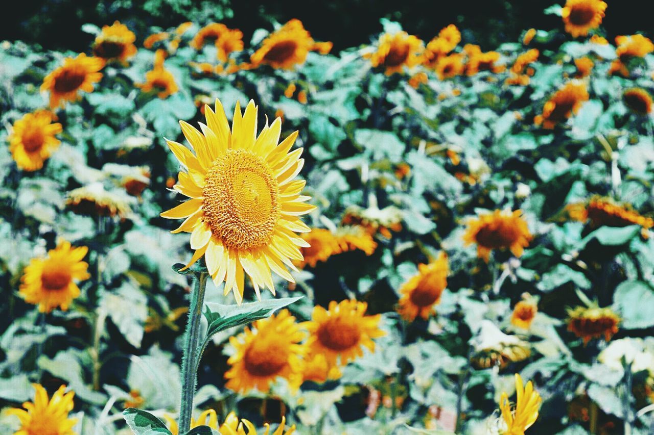 Close-up of fresh yellow flowers blooming in field