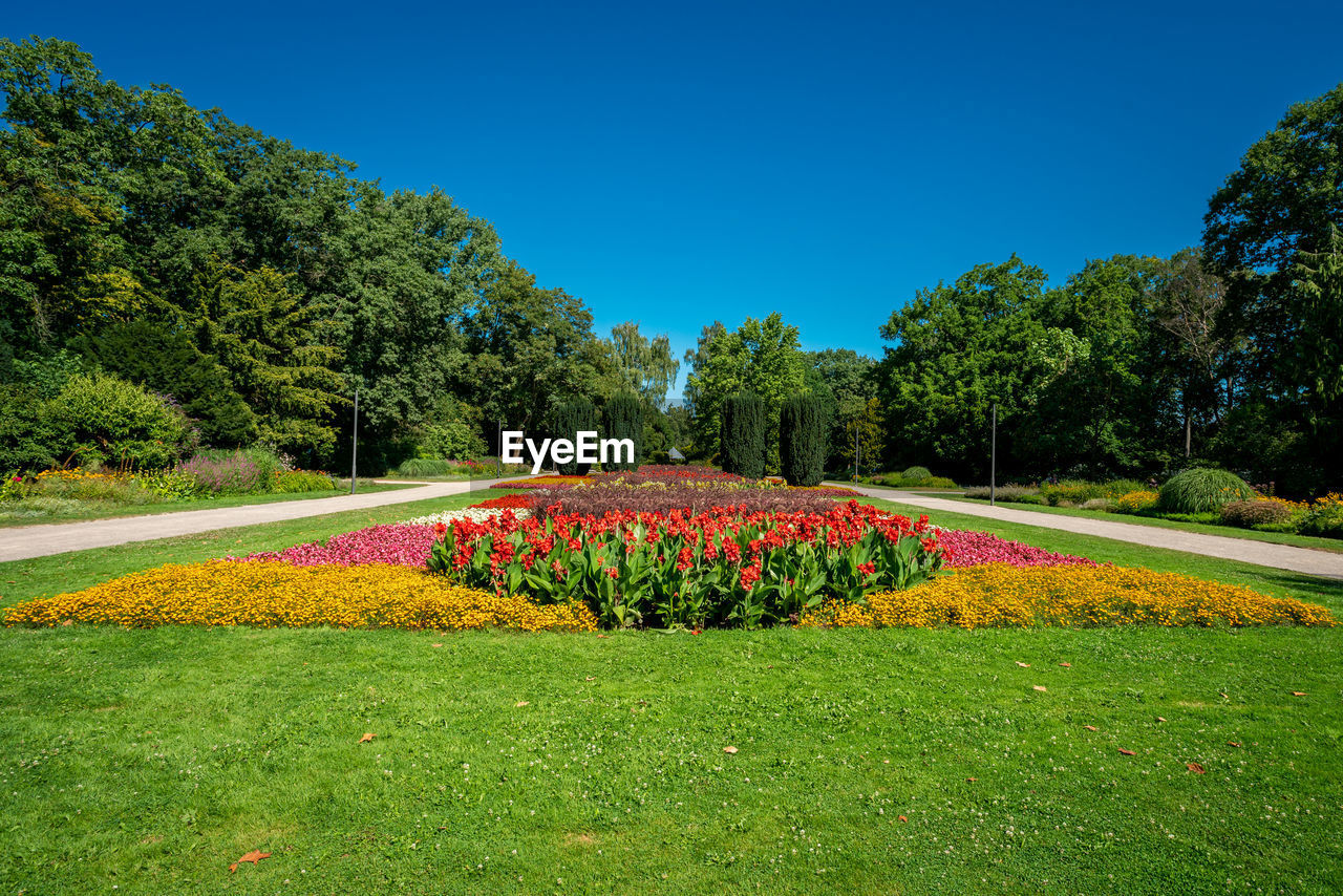 SCENIC VIEW OF FLOWERING PLANTS AGAINST CLEAR SKY