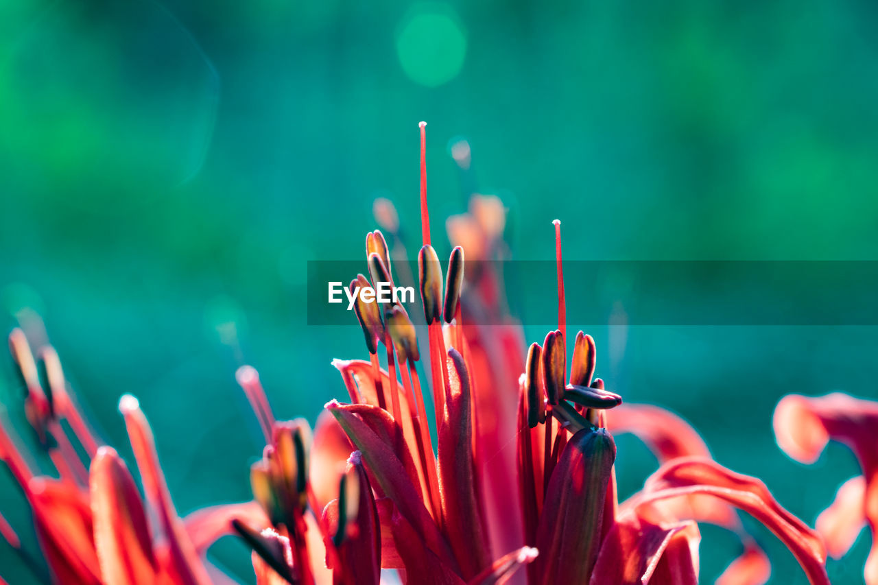 Close-up of red flowers against blurred background