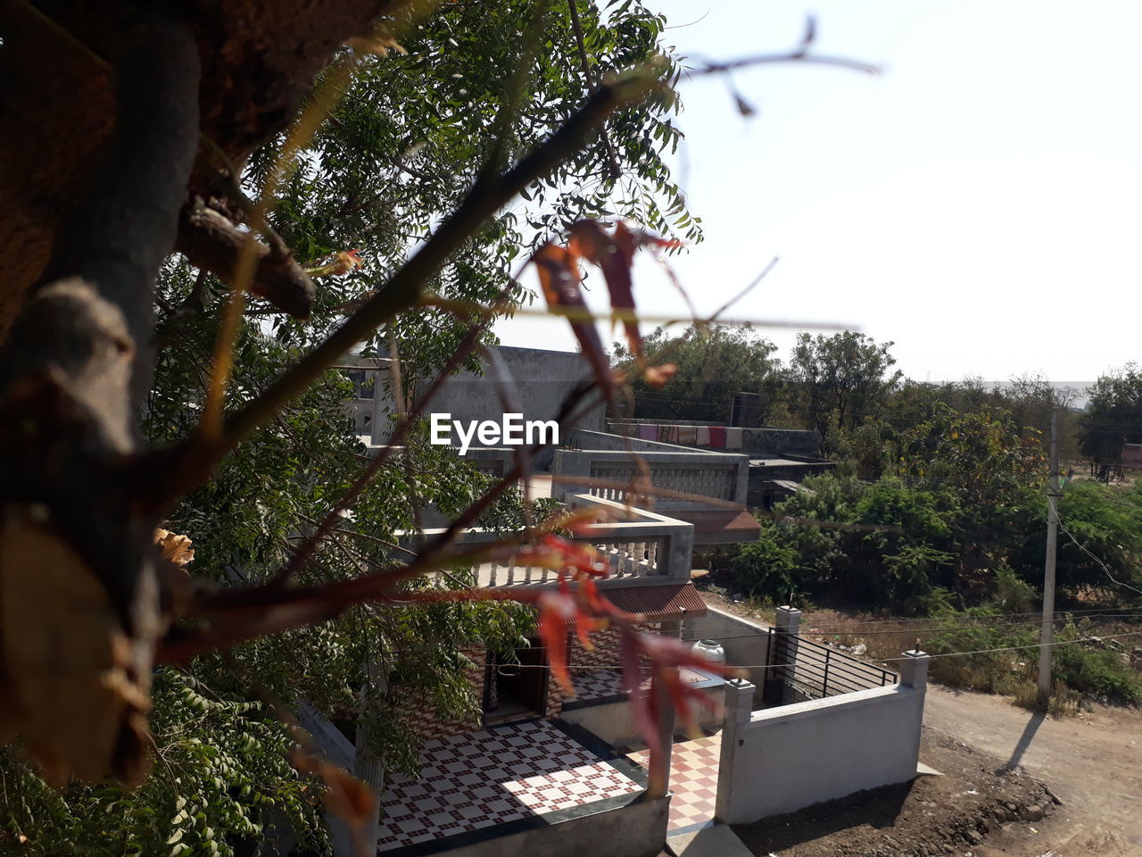 CLOSE-UP OF PLANT ON TREE