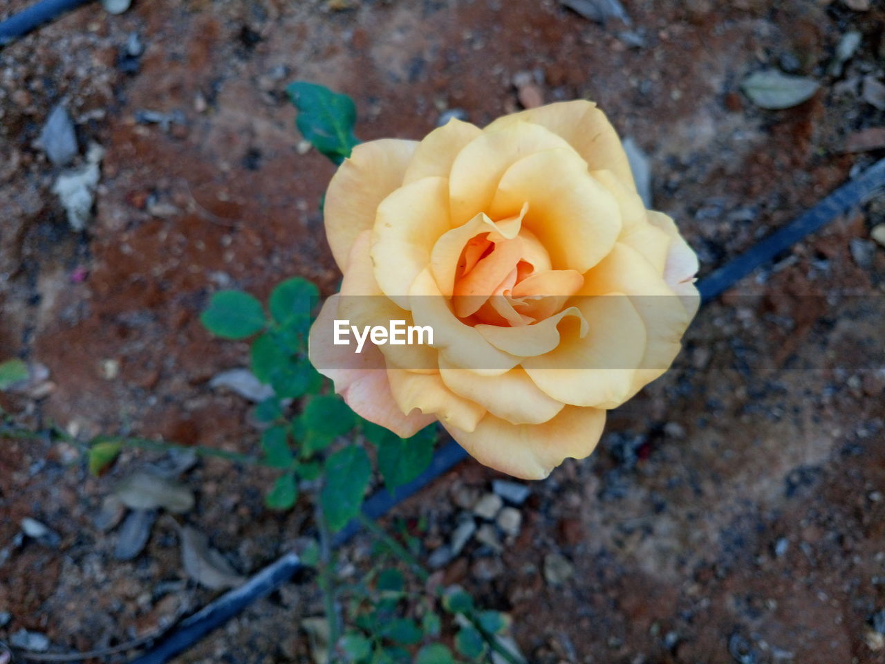 CLOSE-UP OF YELLOW FLOWER AGAINST STONE WALL