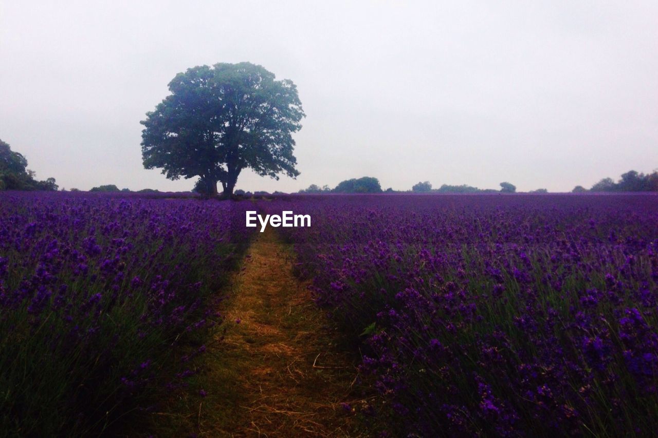 Lone tree on countryside landscape