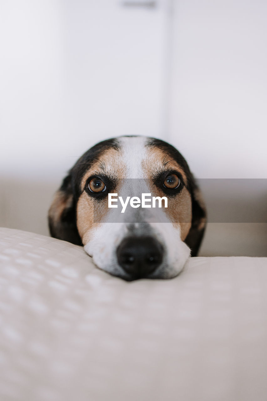 Adorable treeing walker coonhound dog lying on soft bed in bedroom and looking away