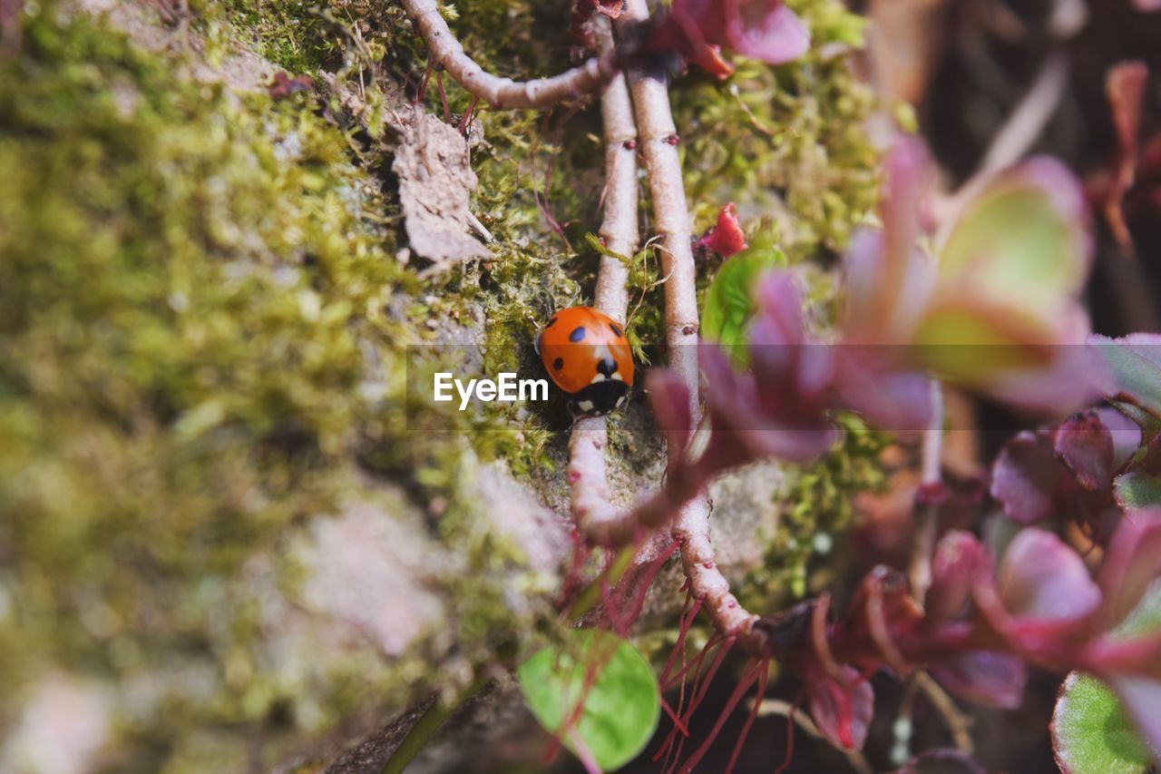 Close-up of ladybug on plant