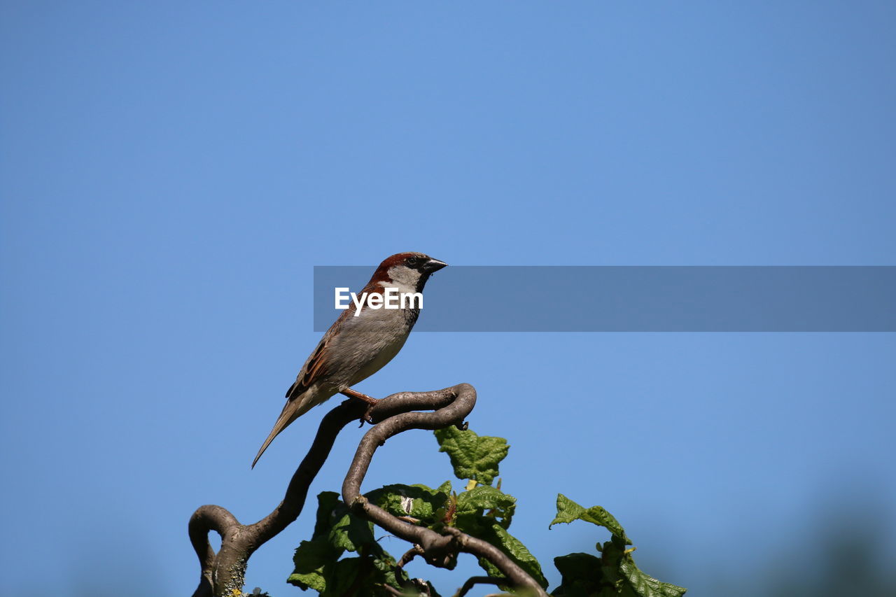 Low angle view of bird sparrow on a tree