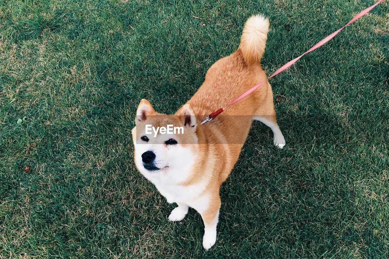 High angle portrait of dog standing on grassy field