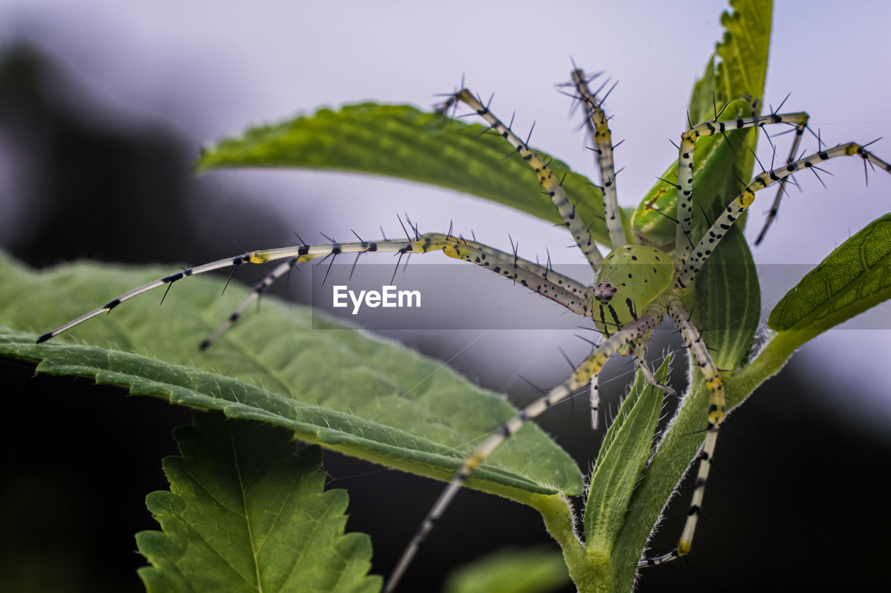 CLOSE-UP OF GREEN INSECT ON PLANT