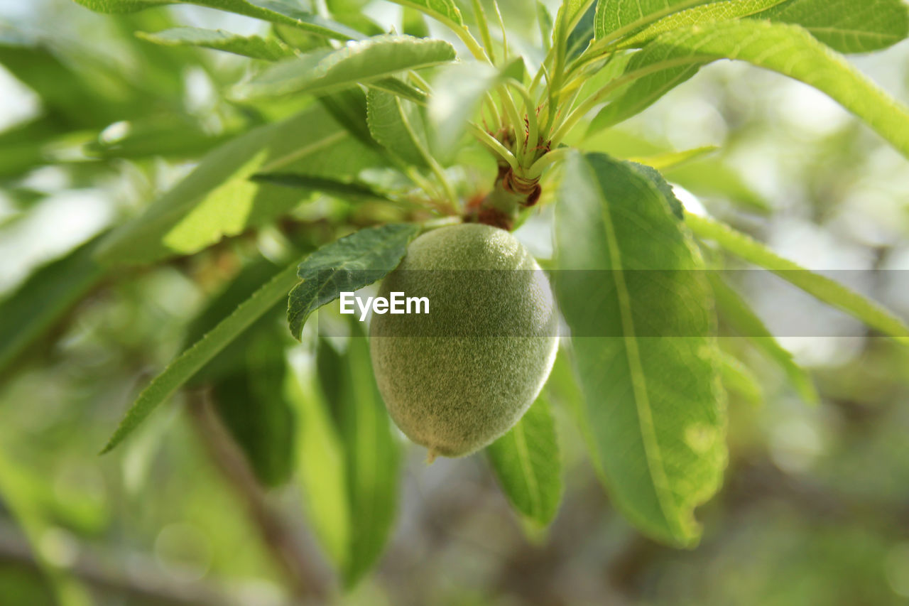 CLOSE-UP OF FRUIT ON TREE