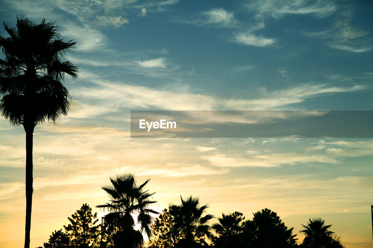 LOW ANGLE VIEW OF SILHOUETTE TREES AGAINST SKY