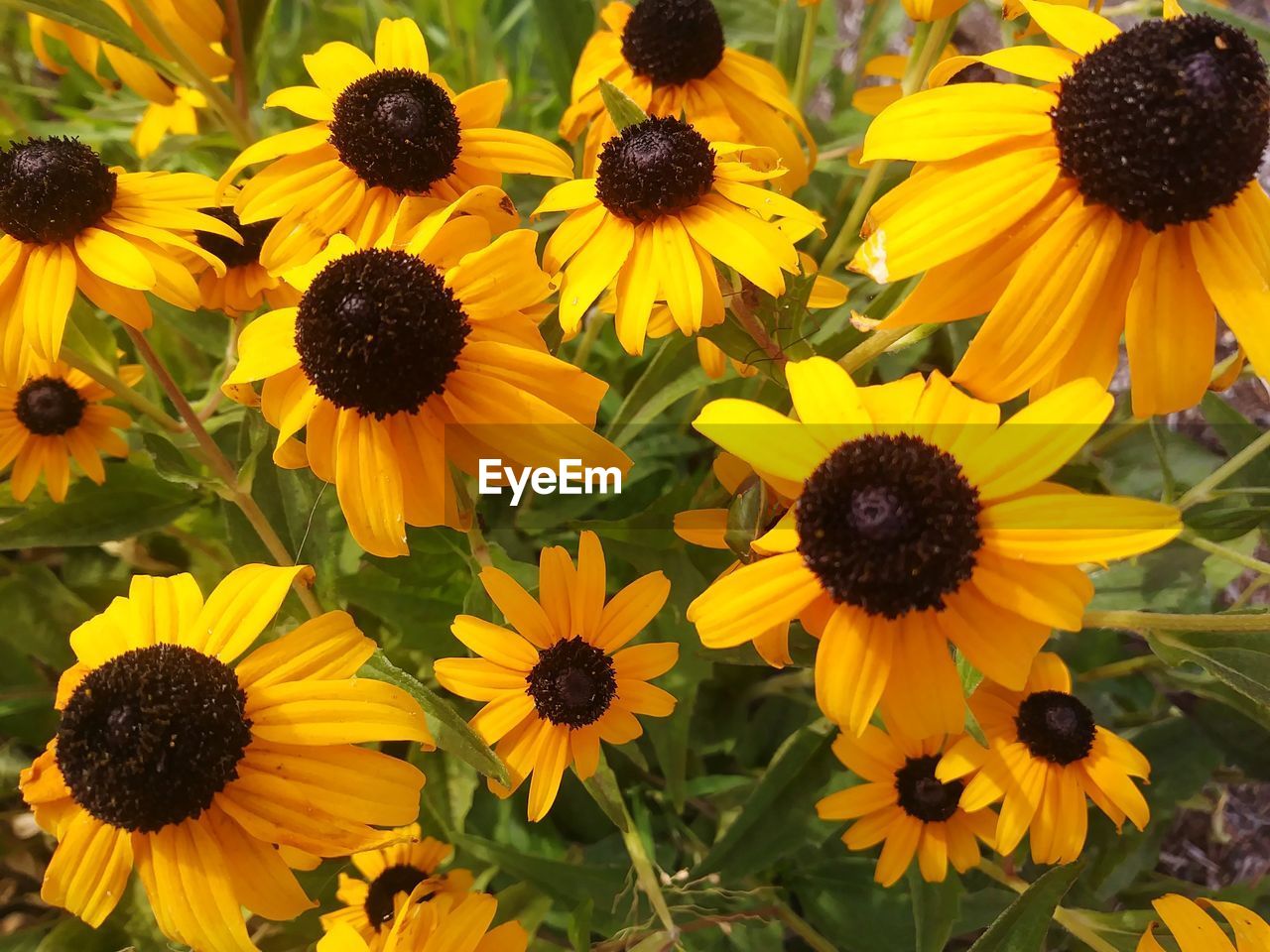 CLOSE-UP OF YELLOW BLACK-EYED BLOOMING OUTDOORS