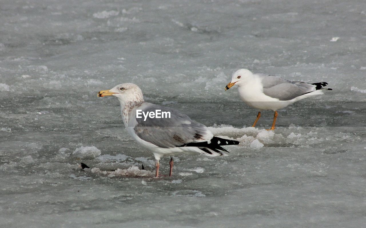 High angle view of seagulls on snow covered field