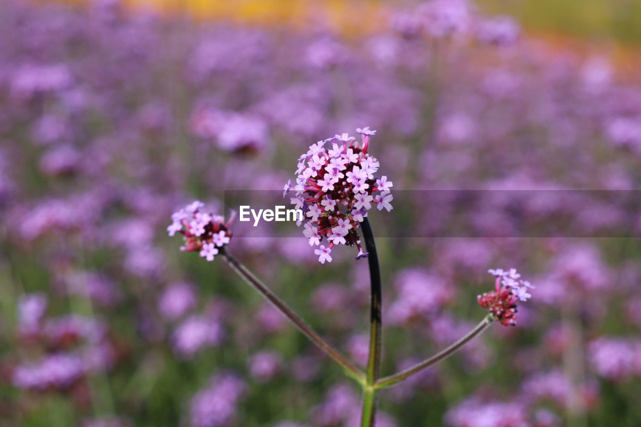 flower, flowering plant, plant, freshness, beauty in nature, nature, purple, fragility, close-up, blossom, food, flower head, pink, no people, botany, growth, focus on foreground, food and drink, lavender, herb, inflorescence, animal wildlife, outdoors, medicine, lilac, summer, macro photography, field, land, springtime, environment, petal, selective focus, day, wildflower, herbal medicine, animal themes, scented, animal, healthcare and medicine