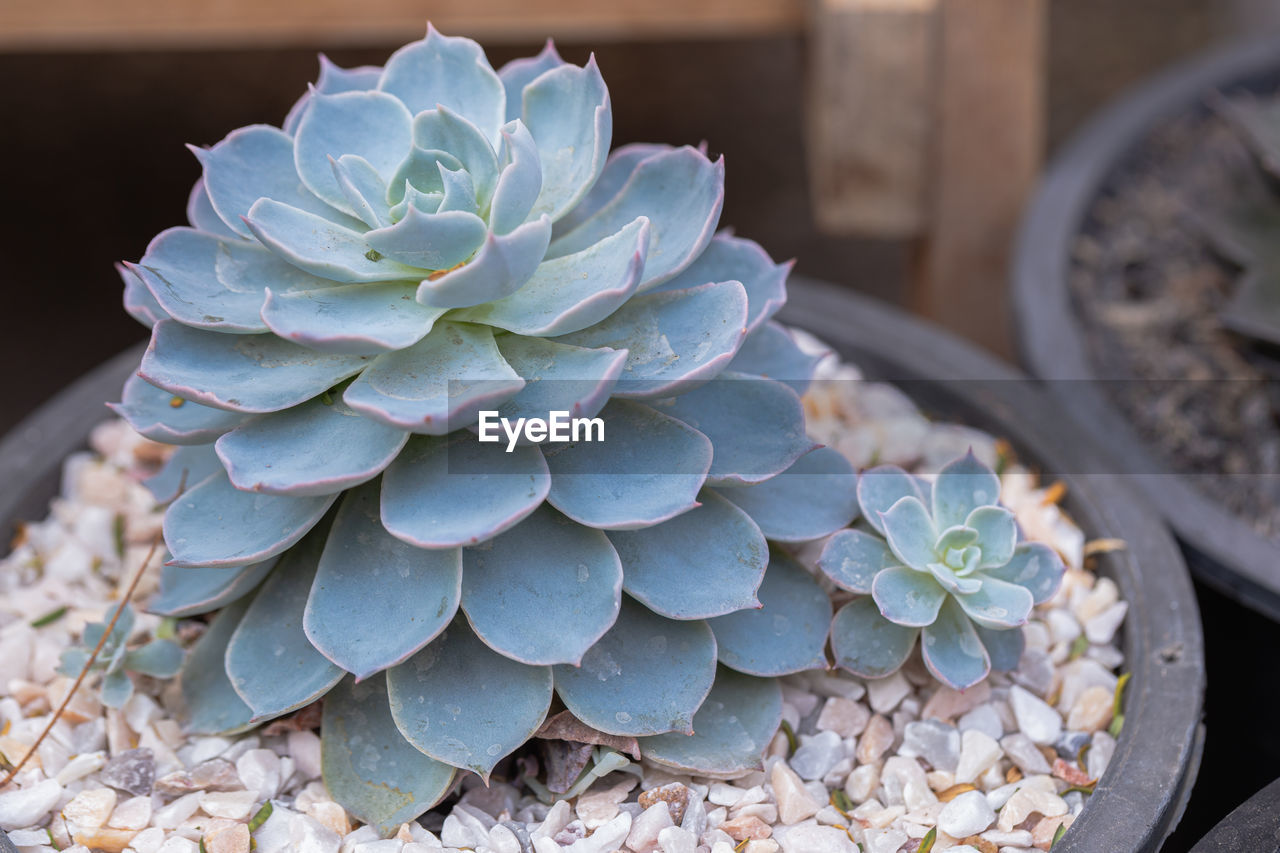 CLOSE-UP OF POTTED PLANT