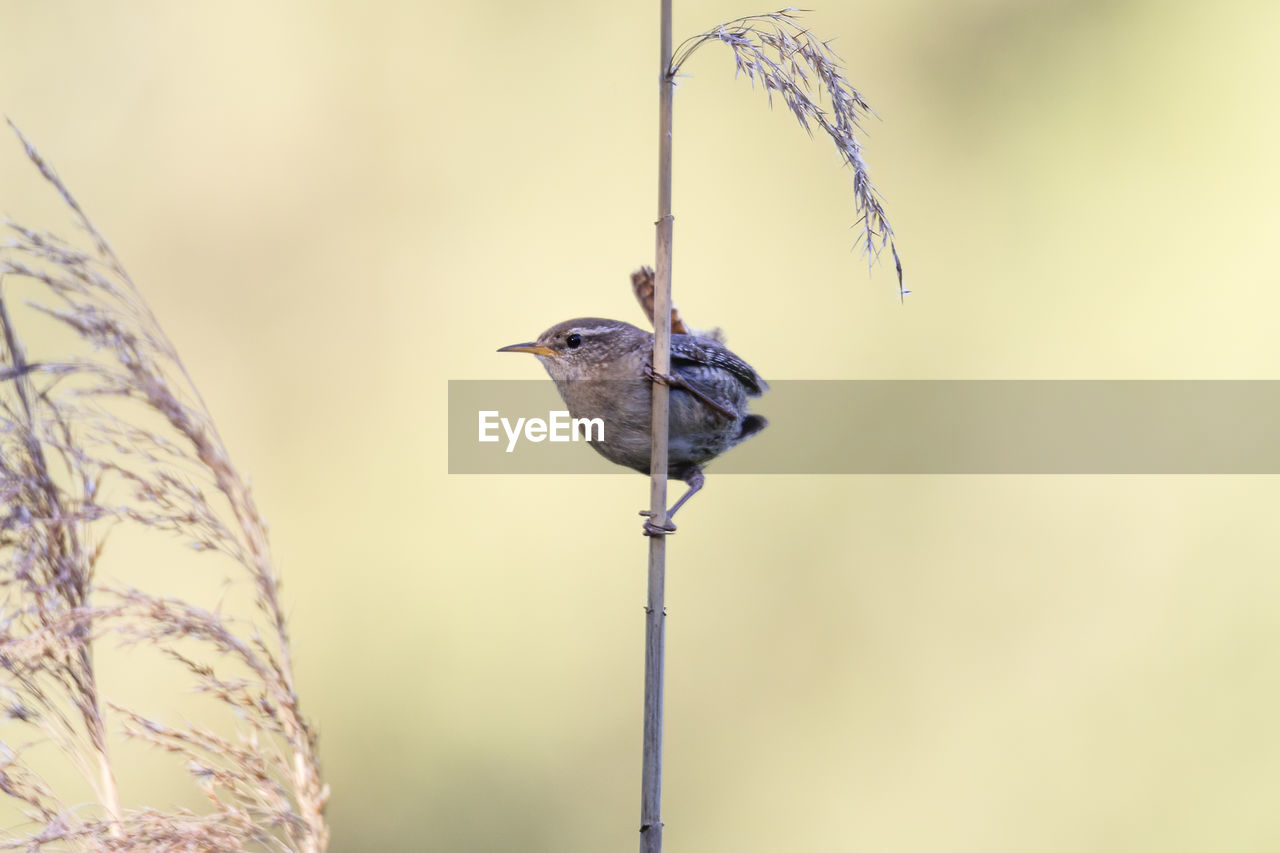 LOW ANGLE VIEW OF BIRD PERCHING ON A WOODEN POLE