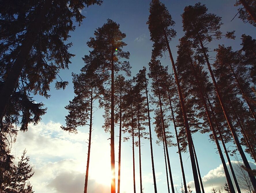 LOW ANGLE VIEW OF TREES AGAINST SKY