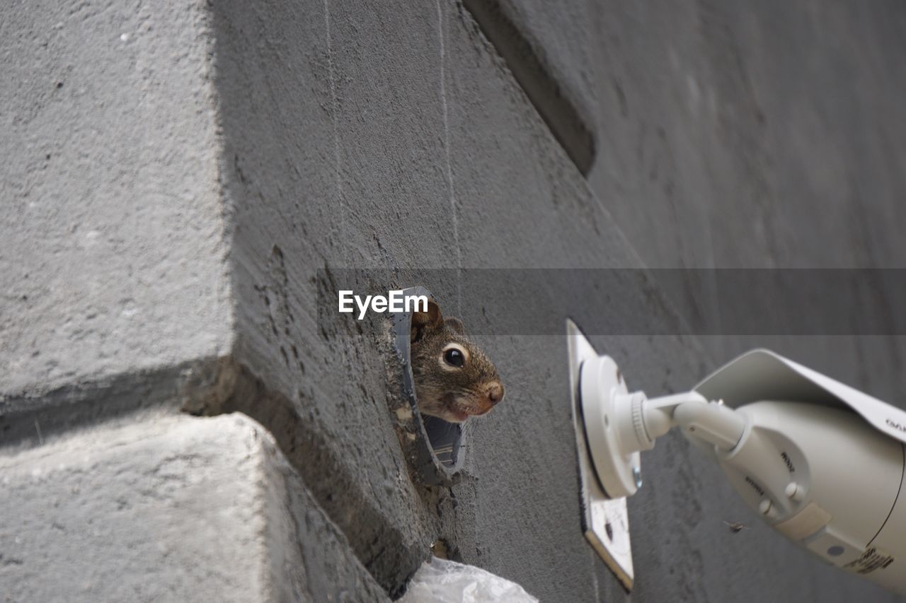 Low angle view of mouse looking through hole