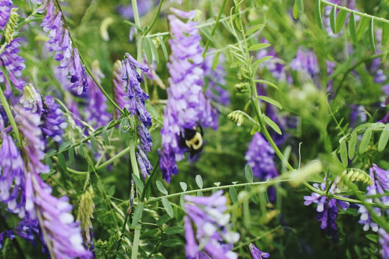 CLOSE-UP OF PURPLE FLOWERS BLOOMING