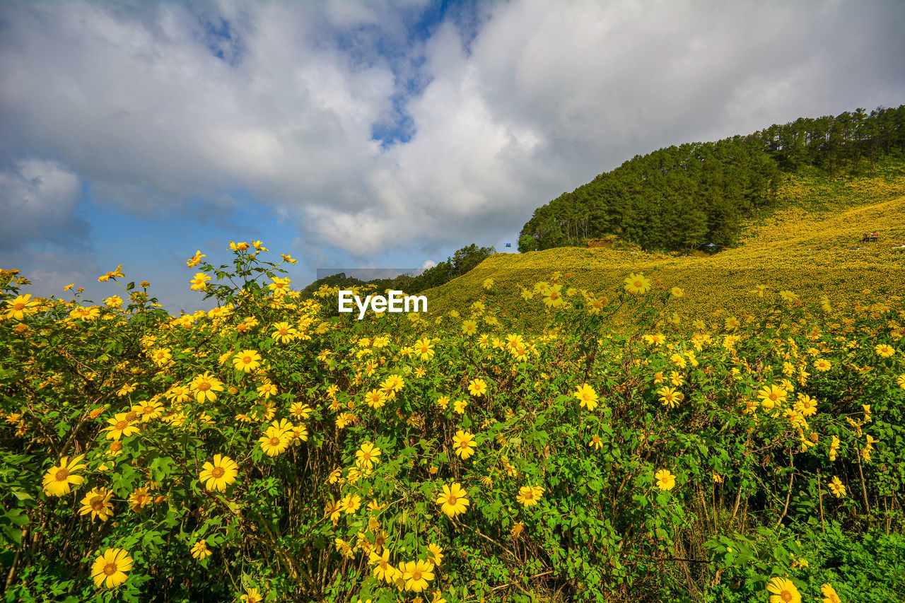 Yellow flowering plants on field against sky