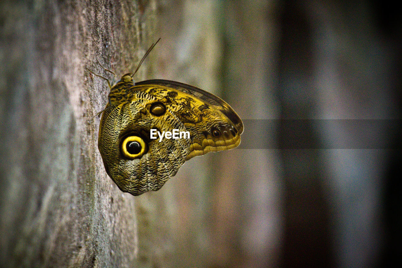 Close-up of butterfly