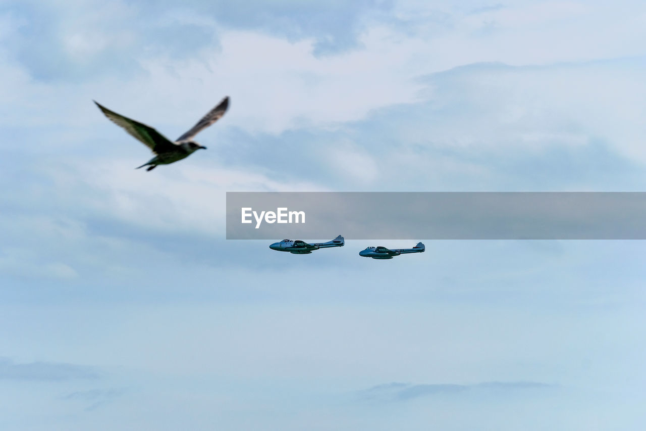 LOW ANGLE VIEW OF SEAGULLS FLYING AGAINST SKY