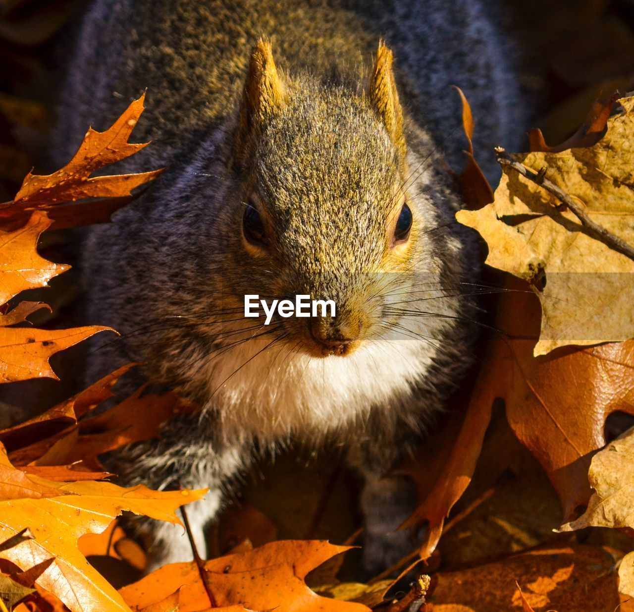 Close-up of squirrel