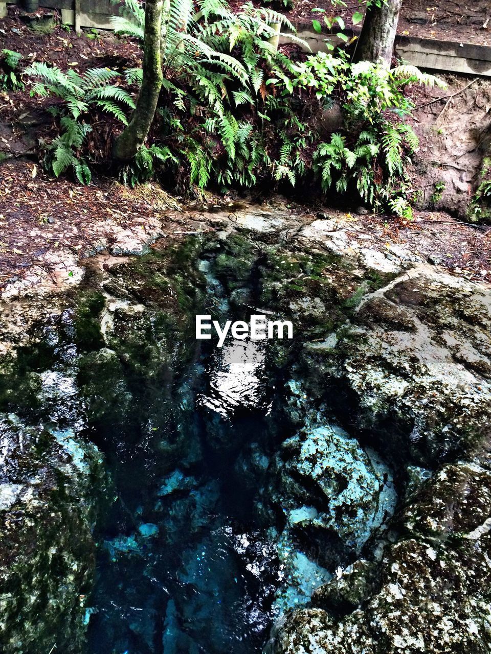 PLANTS GROWING ON ROCK