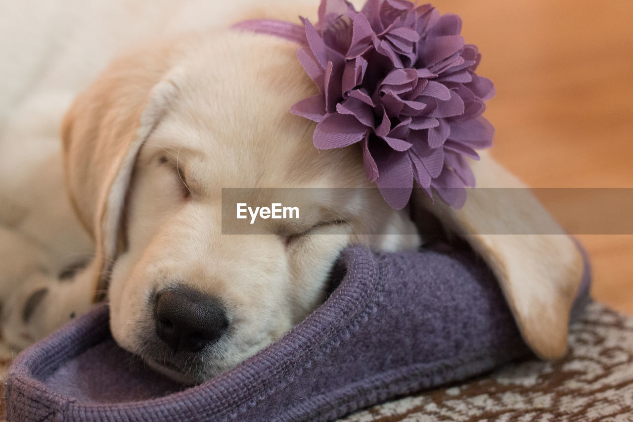 Close-up of dog wearing flower pet leash while sleeping on flip flop