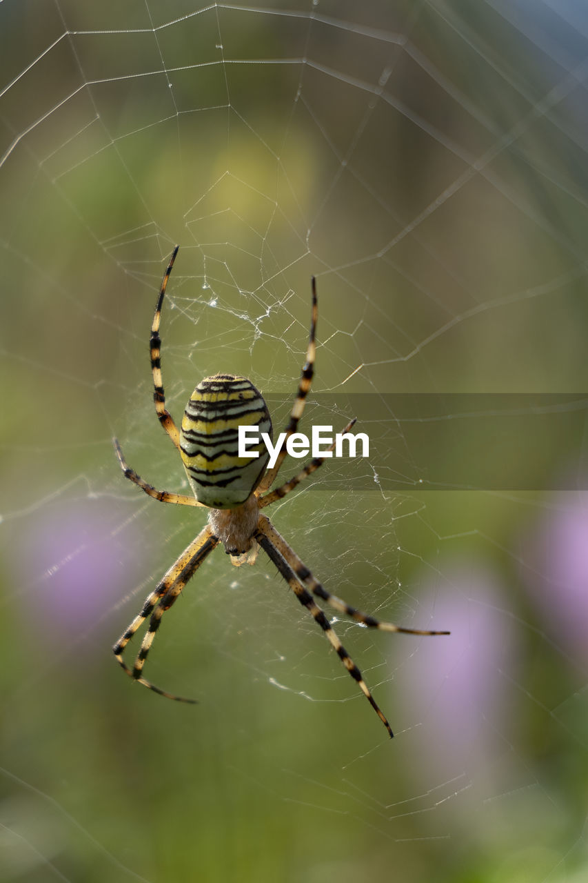 CLOSE-UP OF SPIDER WEB