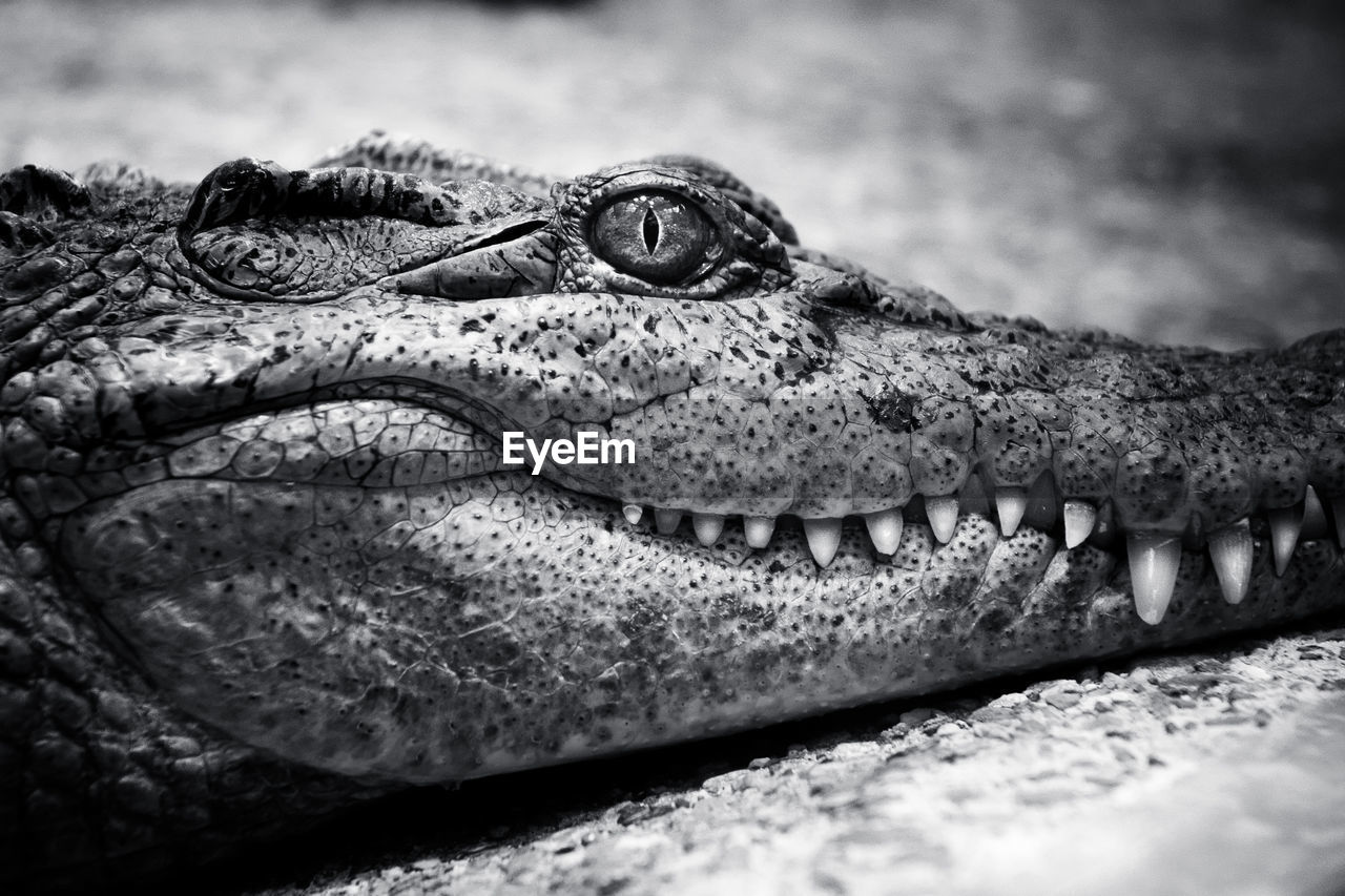 Close-up of crocodile on ground