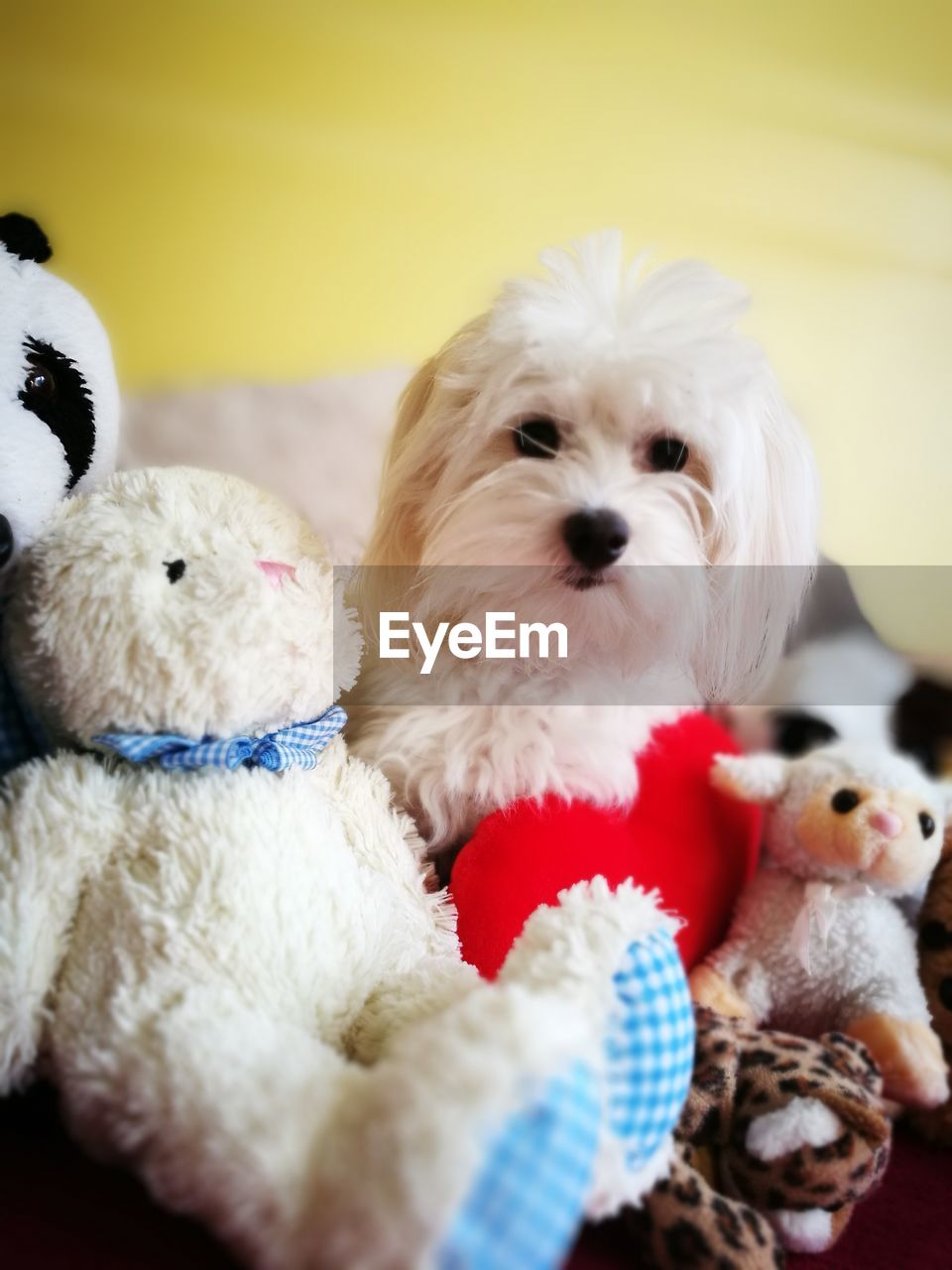 PORTRAIT OF CUTE DOG WITH TOY
