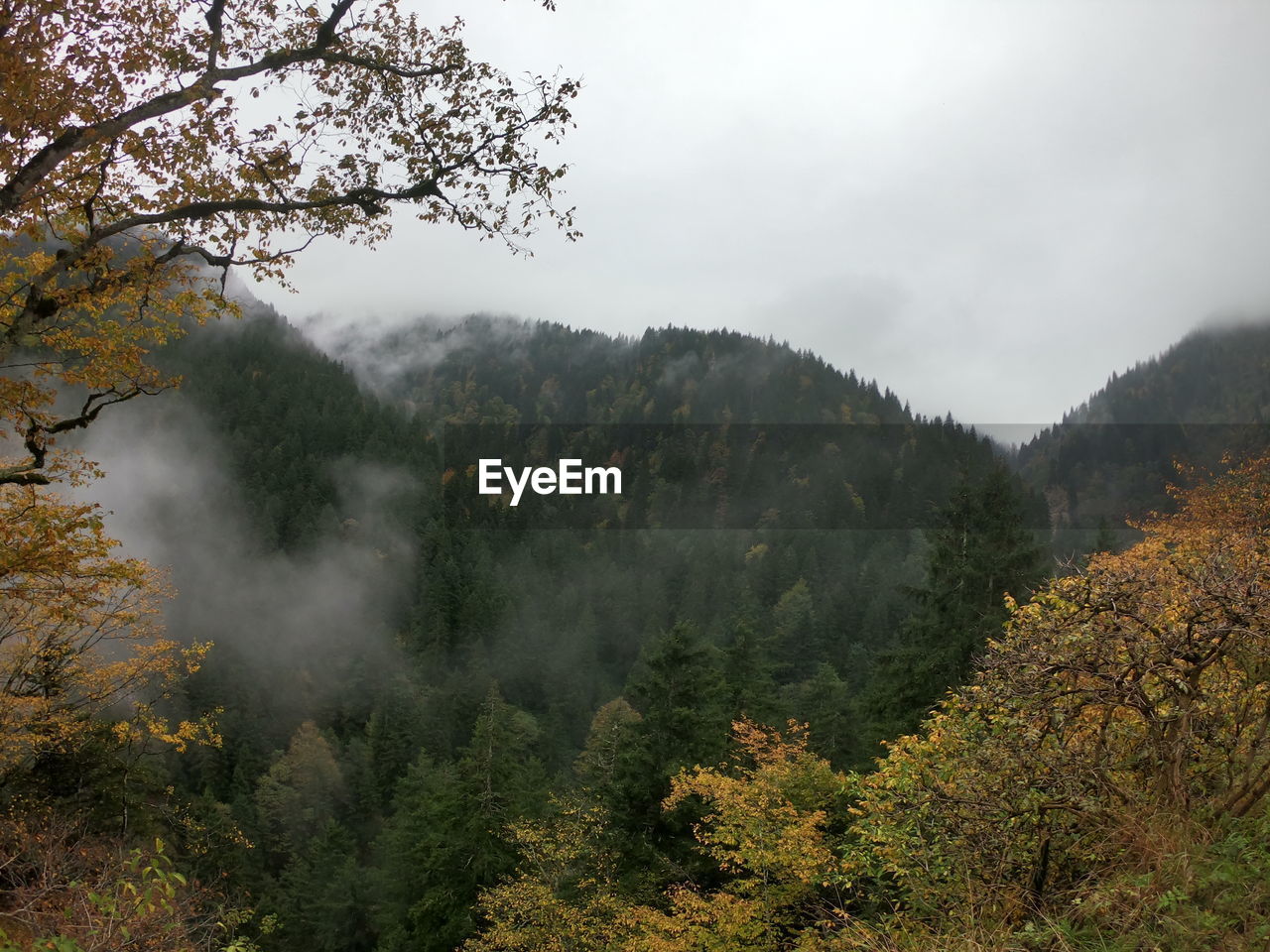 Scenic view of forest against sky