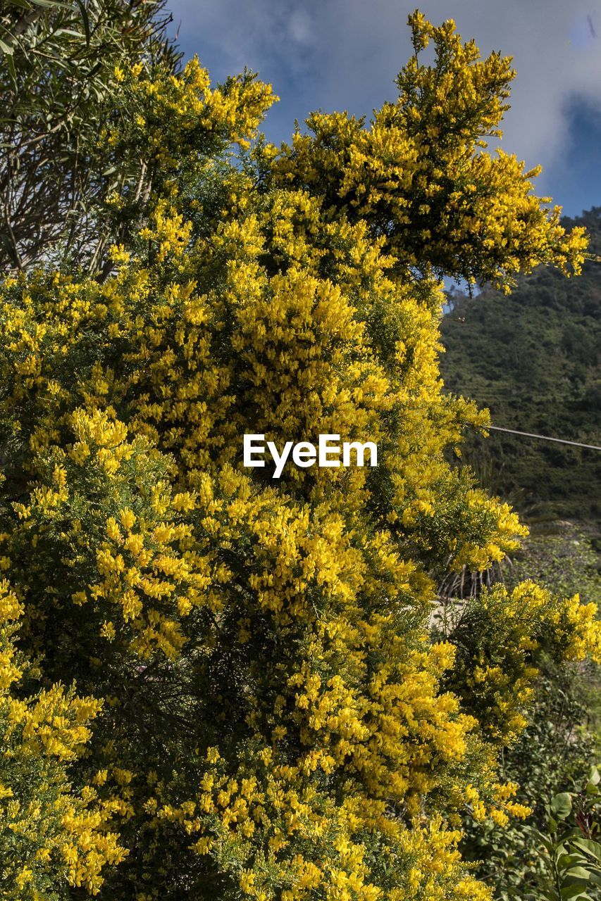 Yellow flowering plants against sky