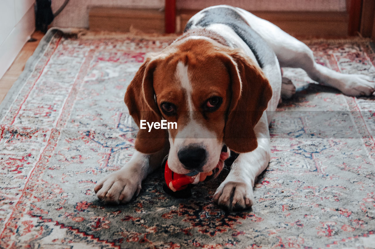 pet, one animal, domestic animals, canine, dog, mammal, animal themes, animal, treeing walker coonhound, beagle, portrait, relaxation, american foxhound, lying down, basset artésien normand, looking at camera, english foxhound, no people, carnivore, estonian hound, indoors, puppy, carpet, finnish hound, basset hound, hound