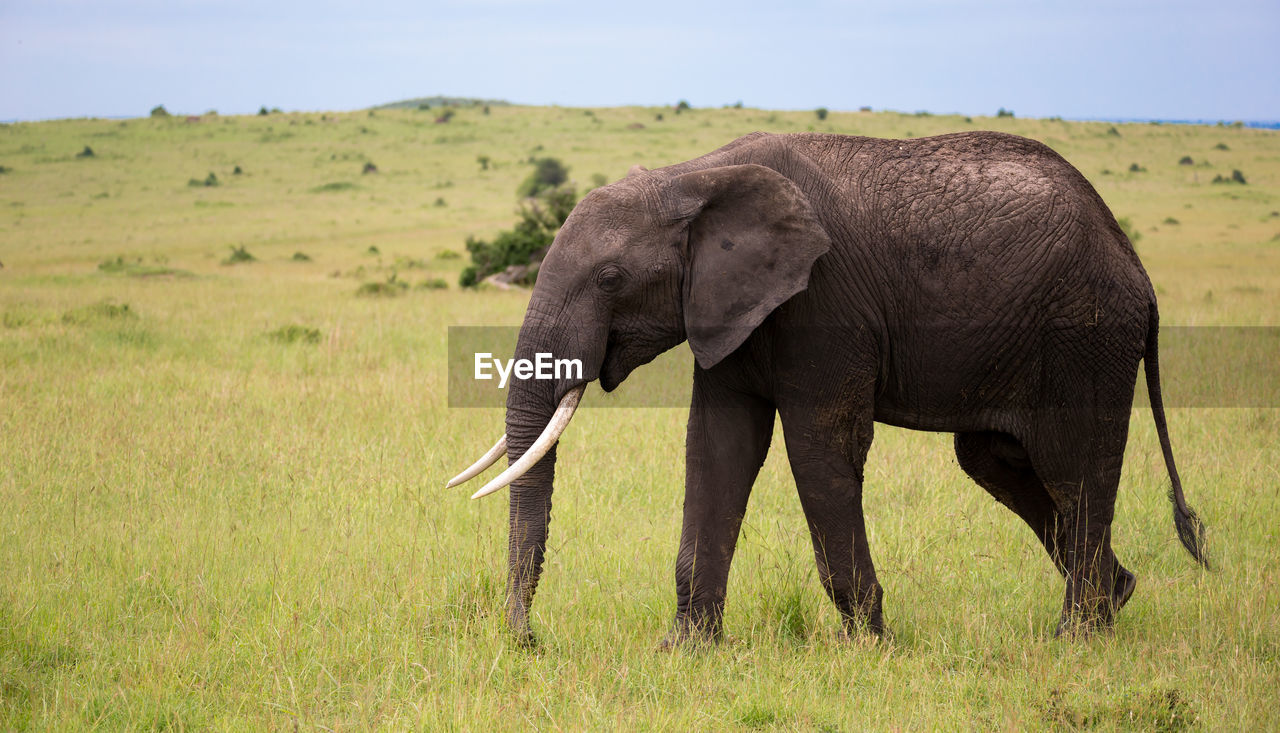 ELEPHANT IN A FIELD