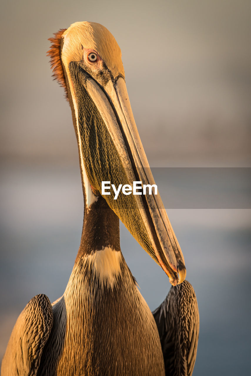 CLOSE-UP OF BIRD LOOKING AWAY