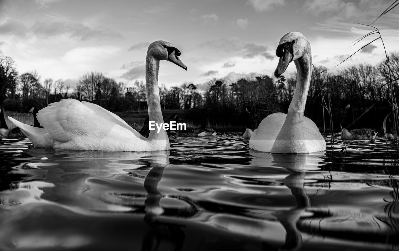 Black and white monochrome mute swan swans pair low-level water side view macro animal background