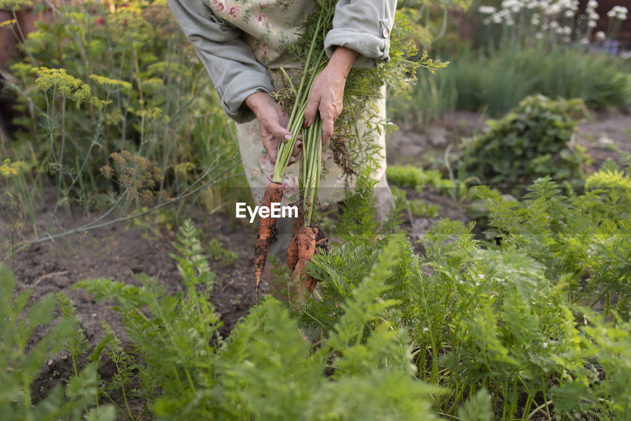 Senior woman picking carrots from vegetable garden