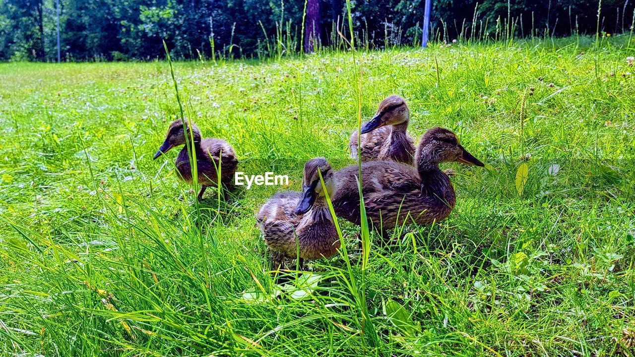 MALLARD DUCK ON FIELD