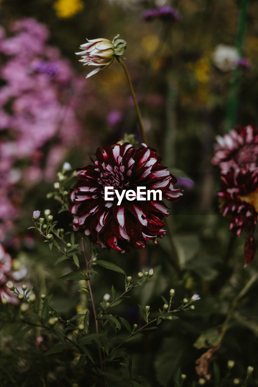 CLOSE-UP OF RED FLOWERING PLANTS