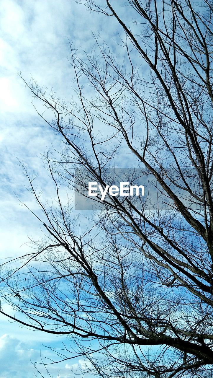 LOW ANGLE VIEW OF SILHOUETTE BARE TREE AGAINST SKY