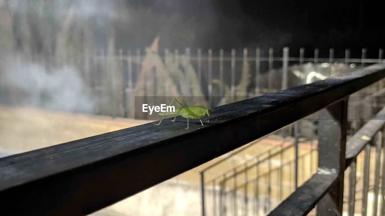 CLOSE-UP OF INSECT ON RAILING