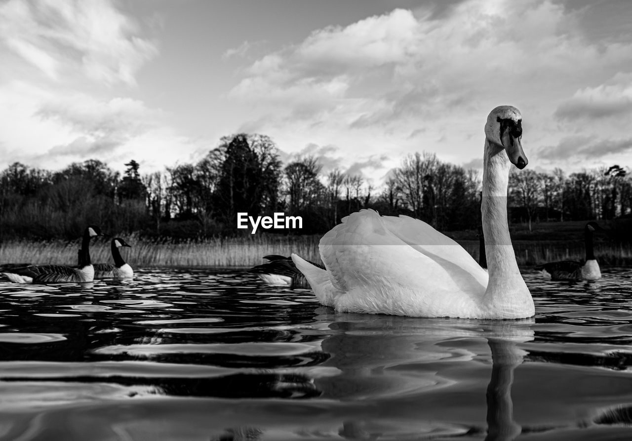 Black and white monochrome mute swan swans pair low-level water side view macro animal background