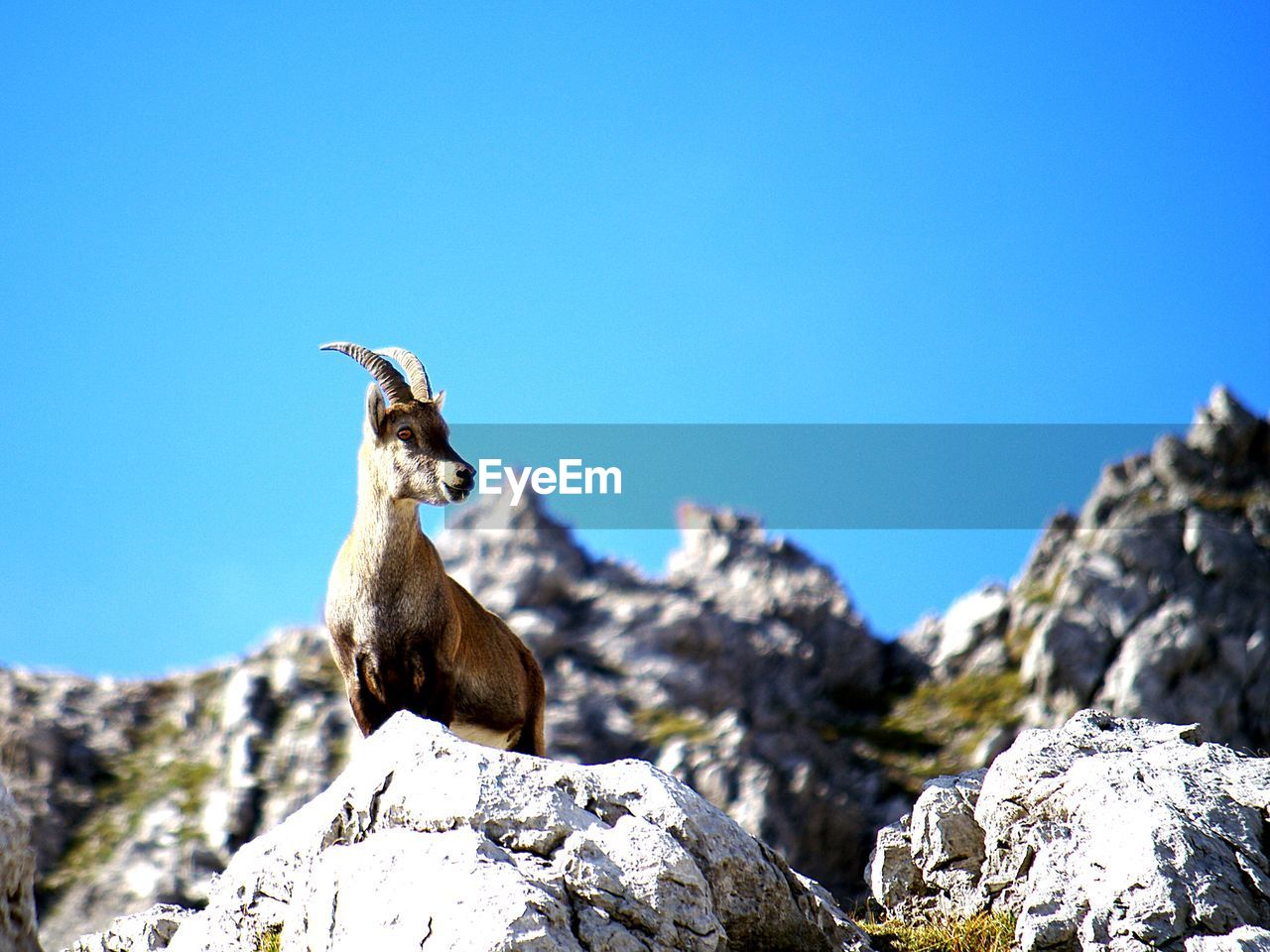 animal themes, animal, animal wildlife, rock, wildlife, one animal, clear sky, nature, sky, blue, mountain, mammal, no people, sunny, day, bird, beauty in nature, wilderness, full length, outdoors, sunlight, copy space, environment, scenics - nature, focus on foreground, standing, mountain range, low angle view