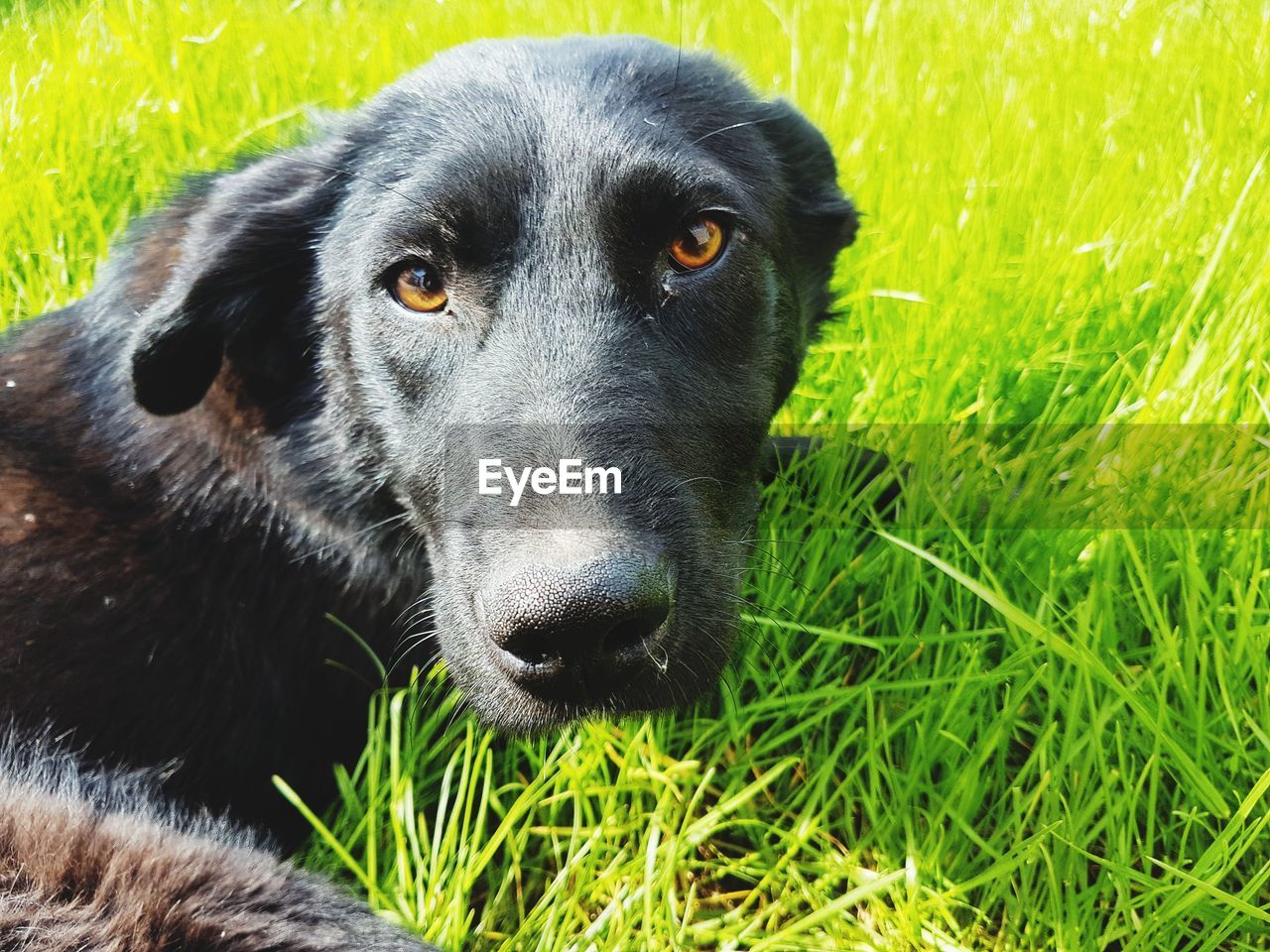 CLOSE-UP PORTRAIT OF BLACK DOG ON GRASS FIELD