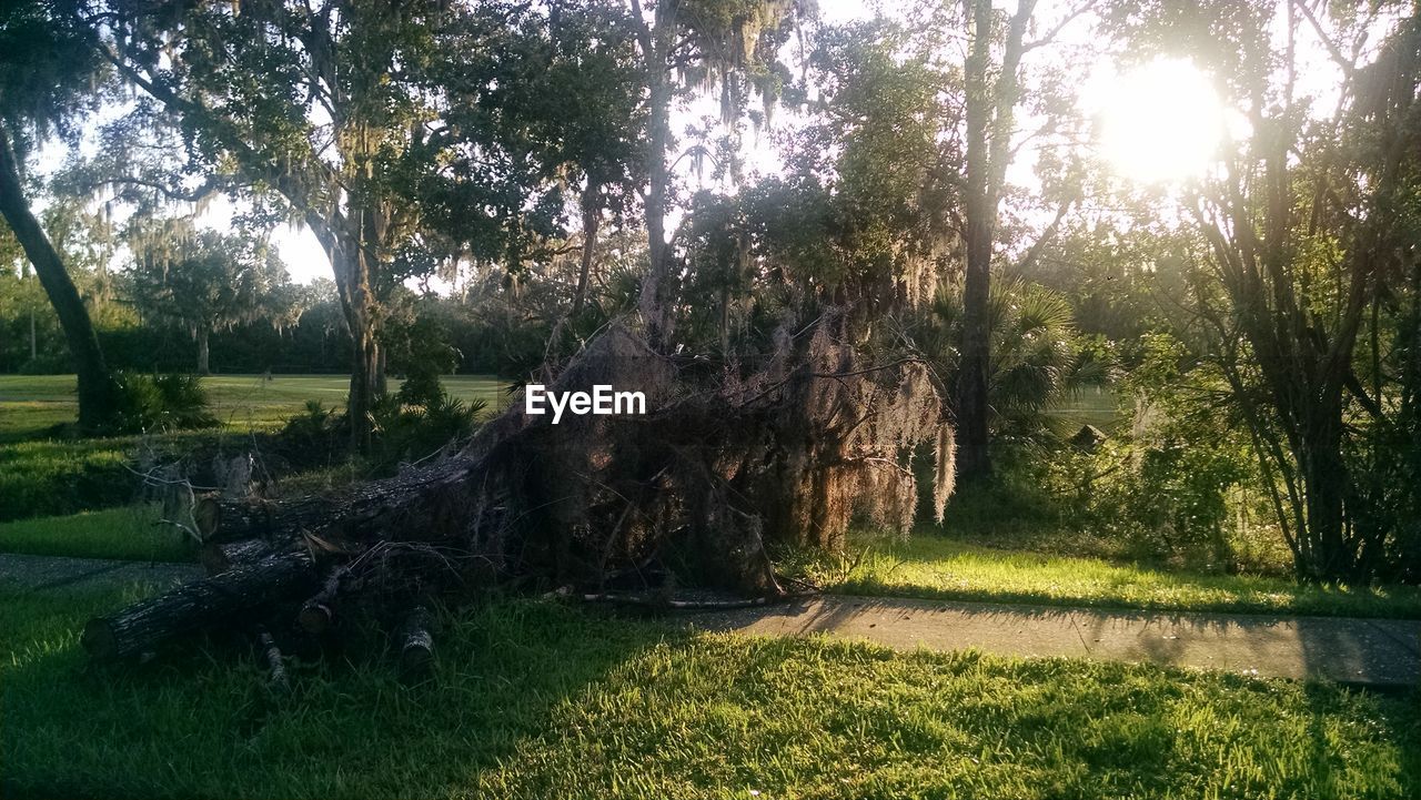 TREES IN SUNLIGHT